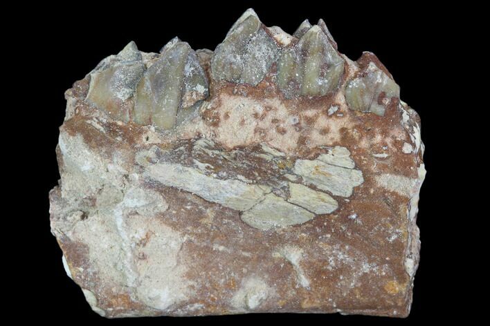 Oreodont (Leptauchenia) Jaw Section - South Dakota #101838